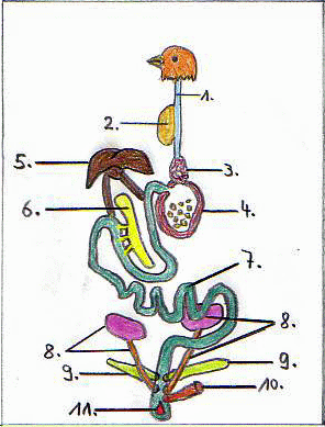 Verdauungsorgane der Vögel